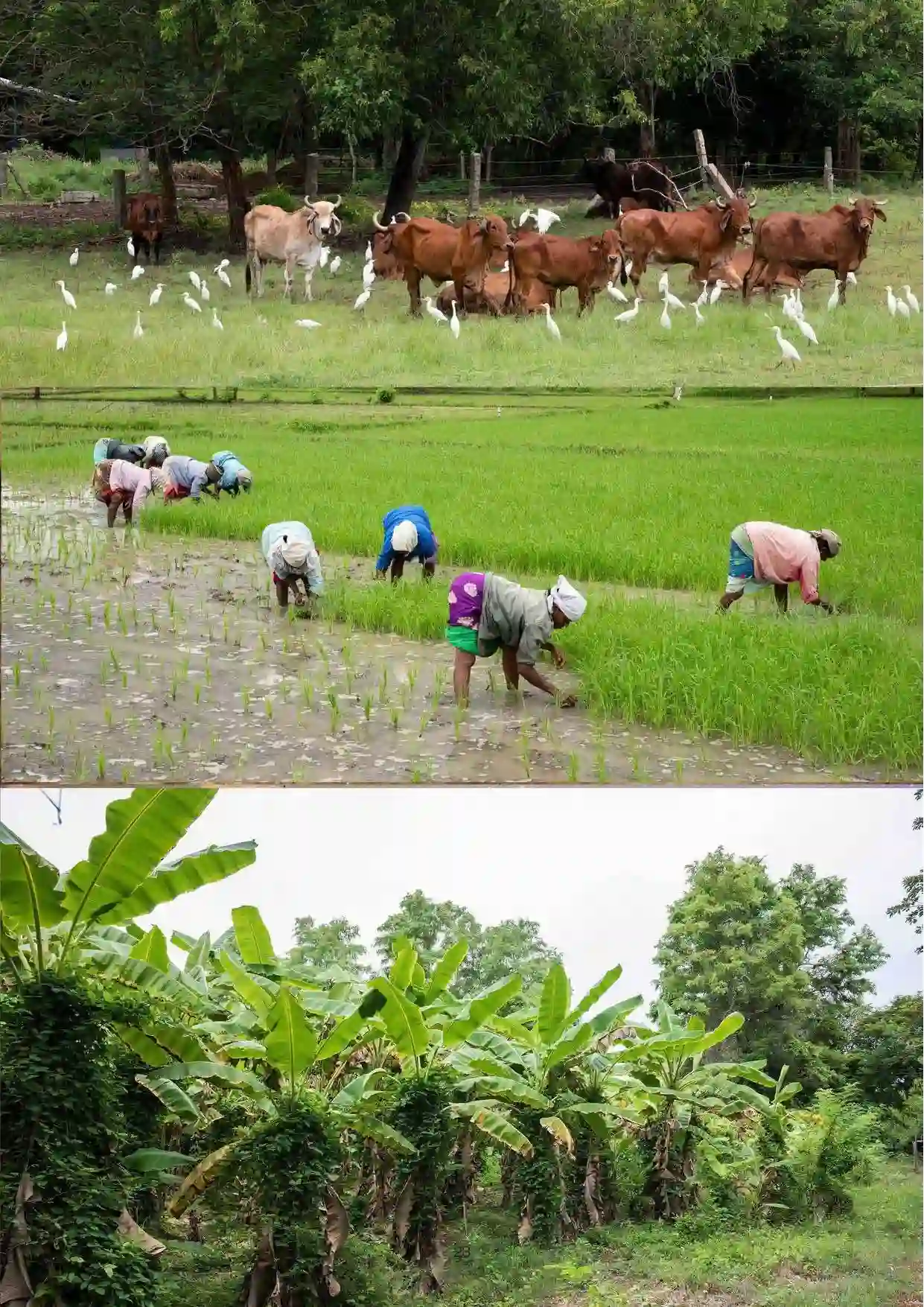 1 Annapurna Farm Report.pdf updated 06.26_compressed-23