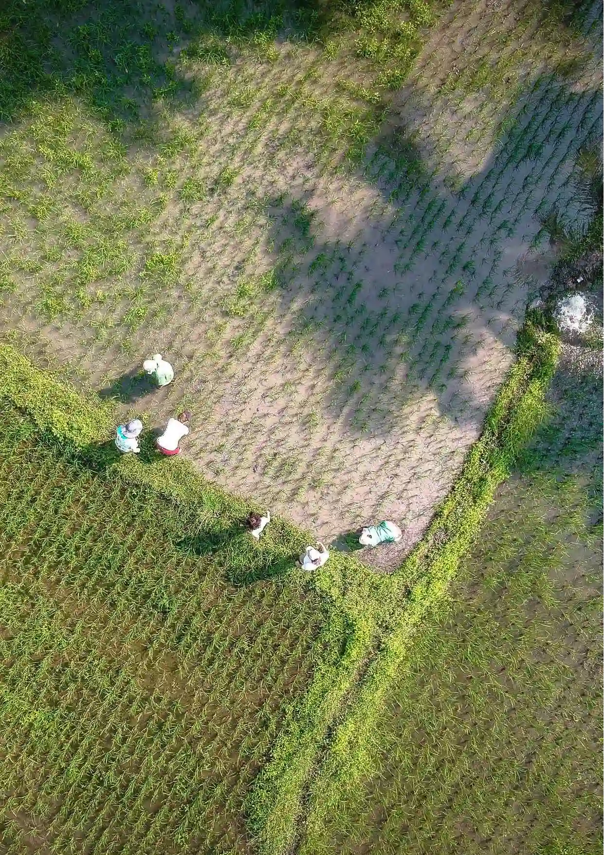 1 Annapurna Farm Report.pdf updated 06.26_compressed-24